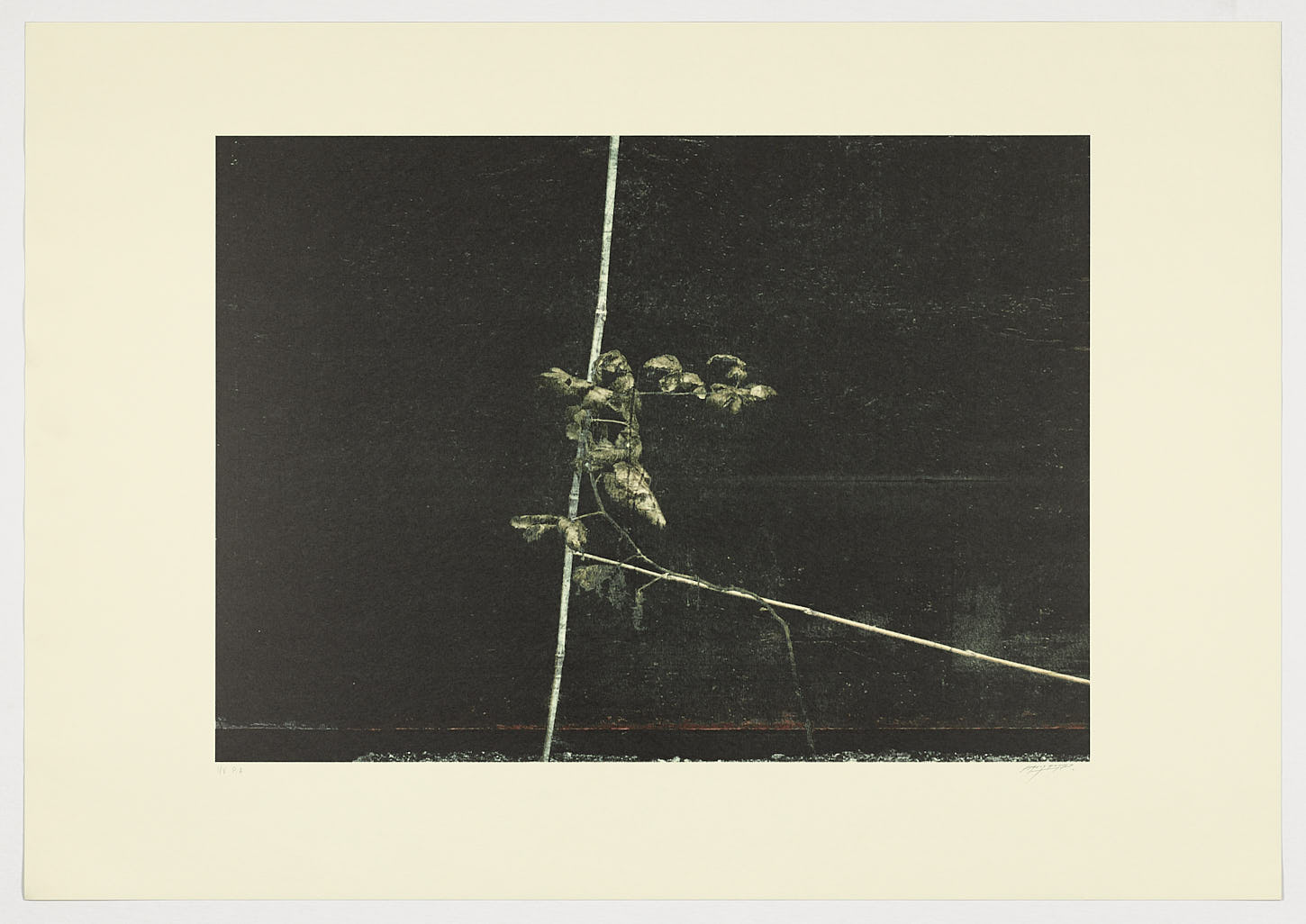 Serie jardines I, 2014, Carlos Morago