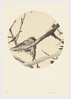 Pájaro en la rama, Enrique González