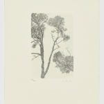 La voz del árbol (III)