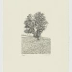 La voz del árbol (IV)