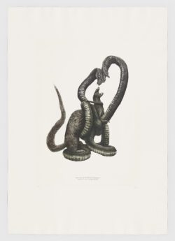 Naja naja & Herpestes edwardsii, Jesús Mateos Brea