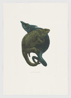 Chamaeleo parsonii Cuvier, Jesús Mateos Brea