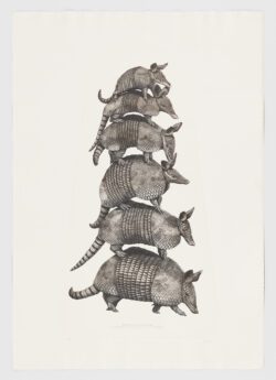 Dasypus novemcinctus, Jesús Mateos Brea