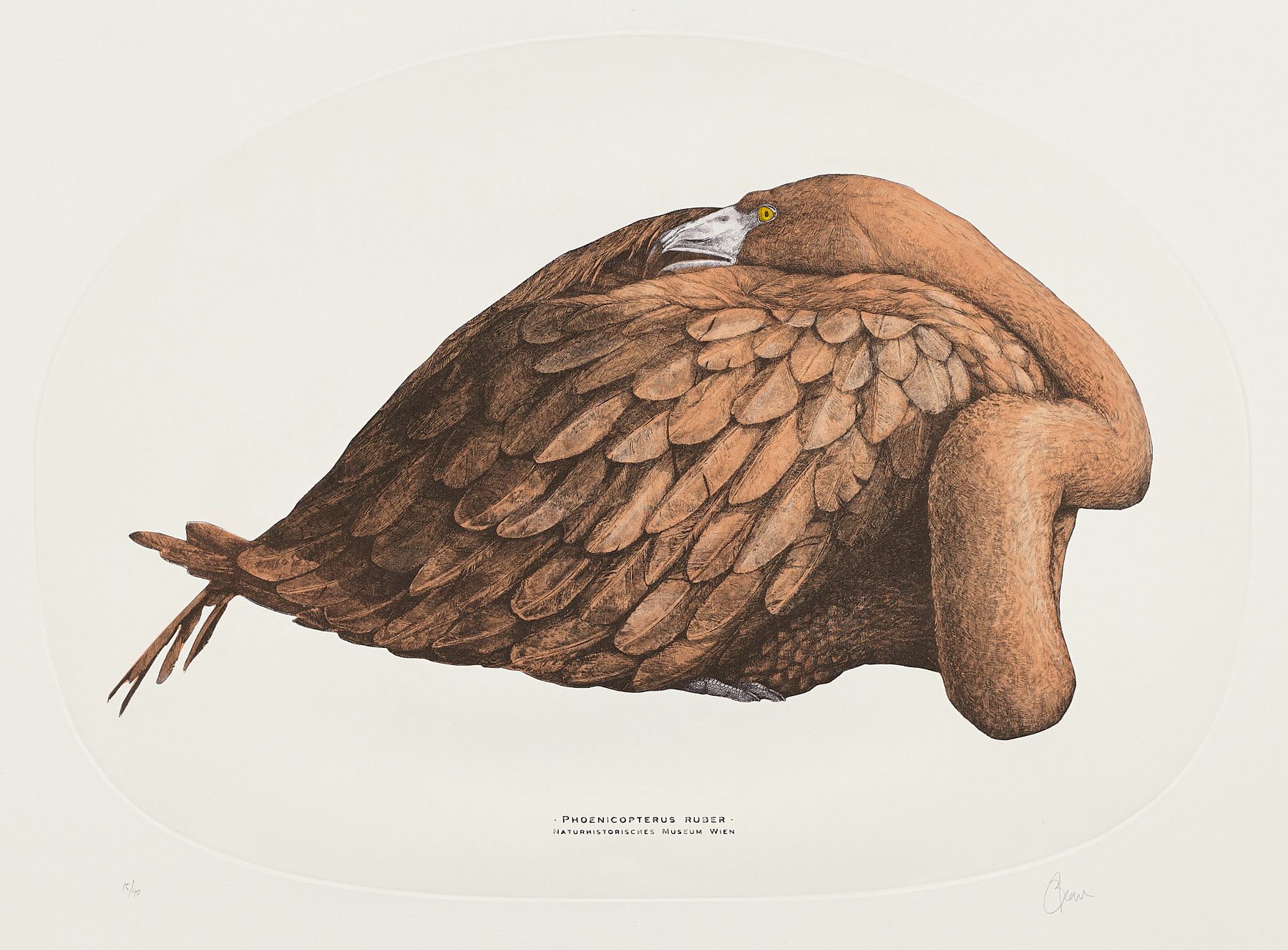 Phoenicopterus ruber, 2019, Jesús Brea