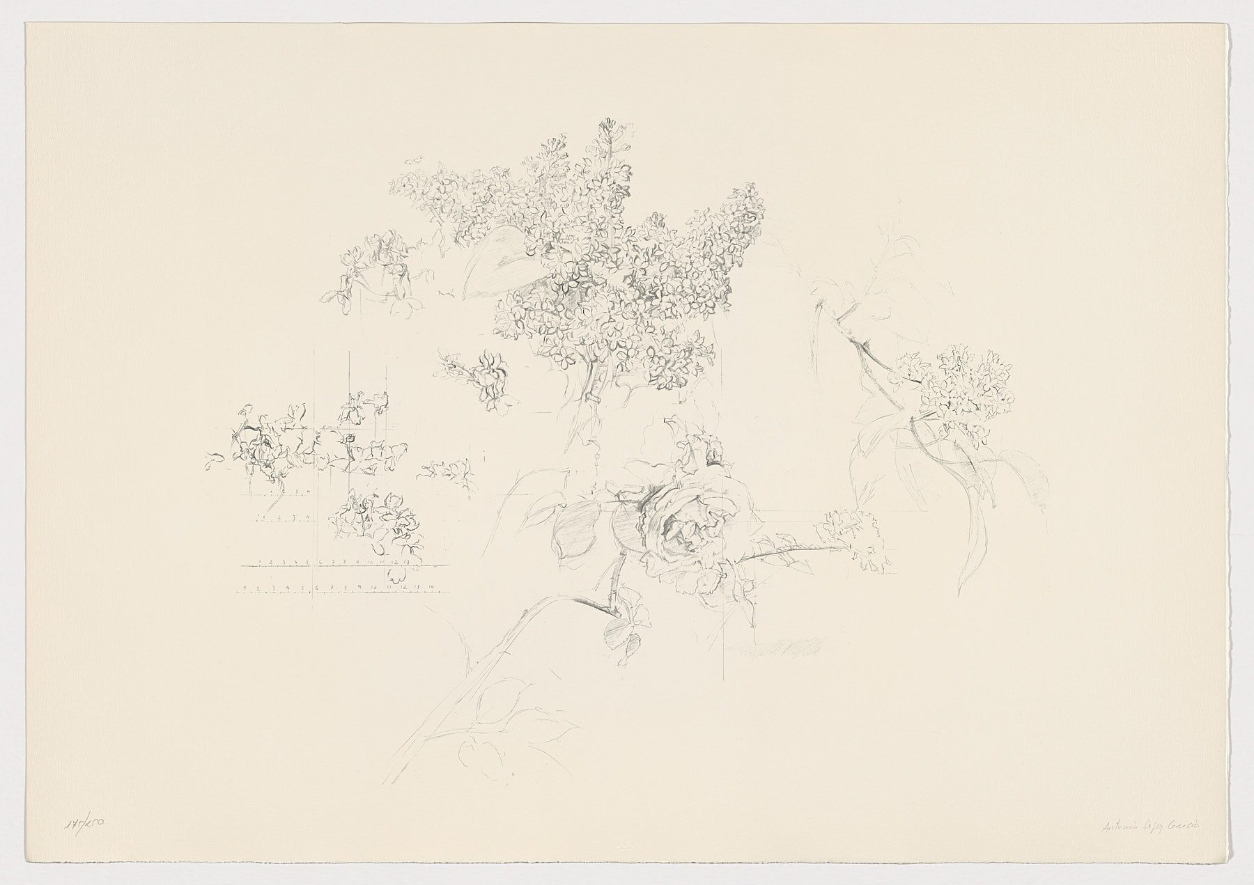 Rosa y membrillo, 1992, Antonio López