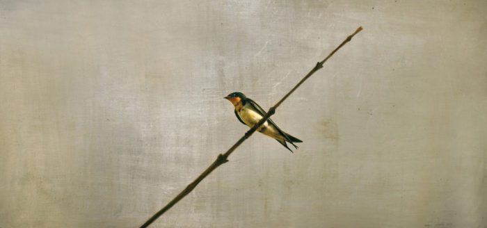 Golondrina sola, 2019, Enrique González