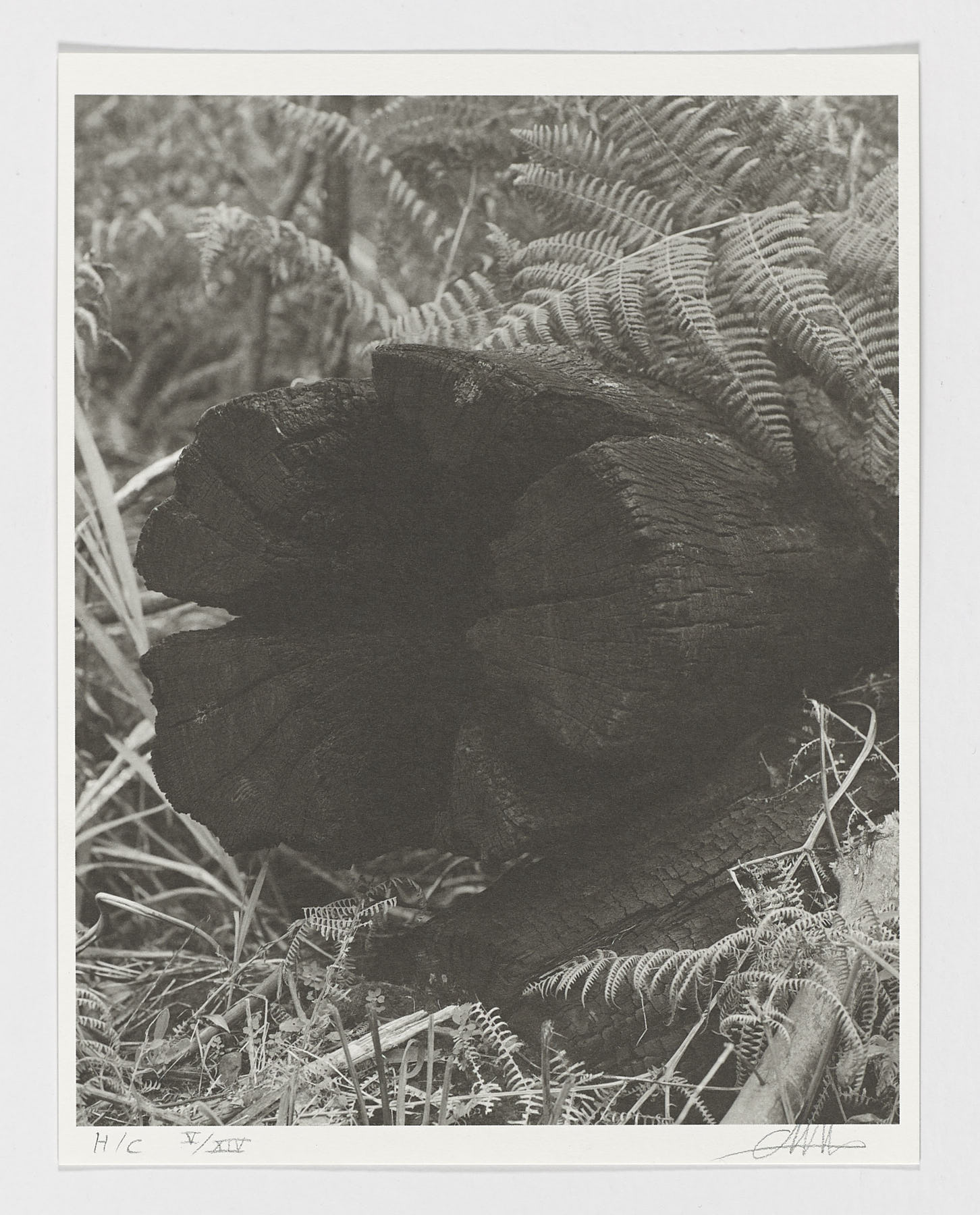 Ponto do Sol - Canhas - Madeira, 2018 - 2019, Clément Verger