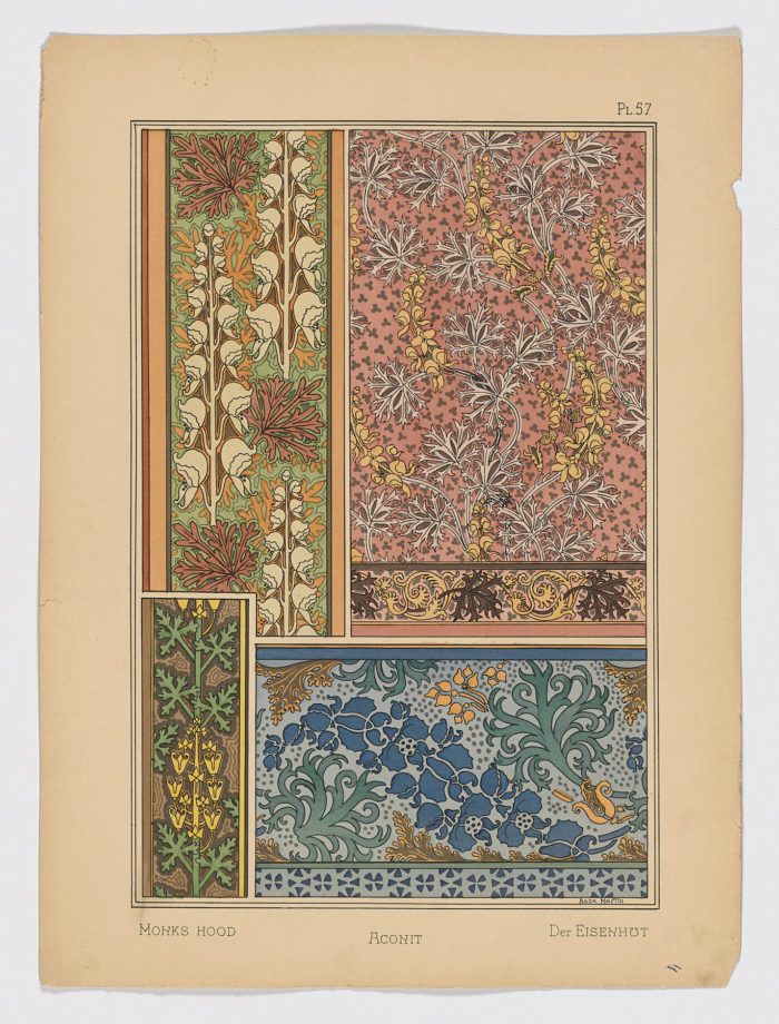 Aconit Pl.57, 1896, Anna Martin