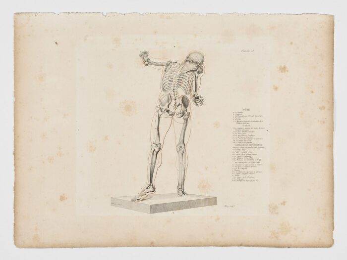 Anatomie du gladiateur combattant applicable aux beaux arts, 1812, Jean-Galbert Salvage