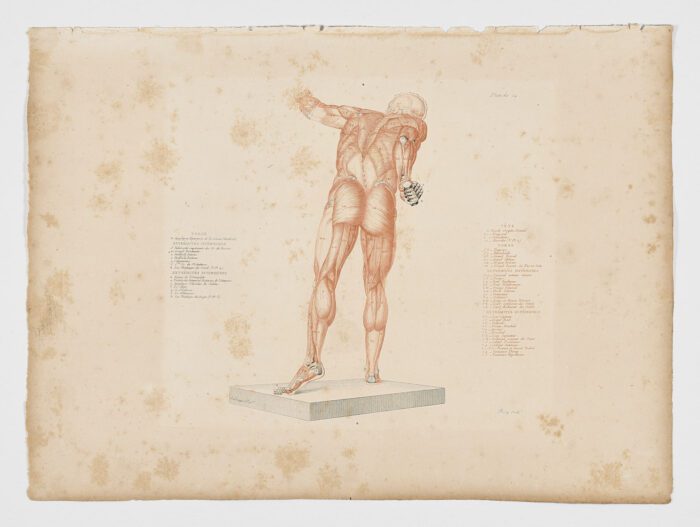 Anatomie du gladiateur combattant applicable aux beaux arts, 1812, Jean-Galbert Salvage