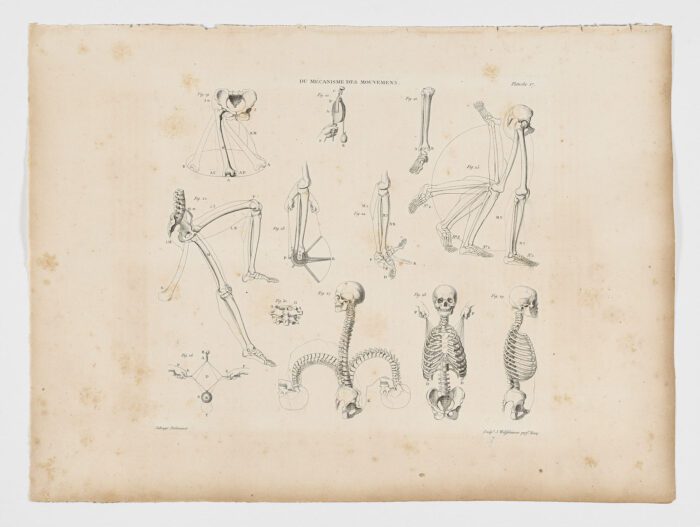Anatomie du gladiateur combattant applicable aux beaux arts, 1812, Jean-Galbert Salvage