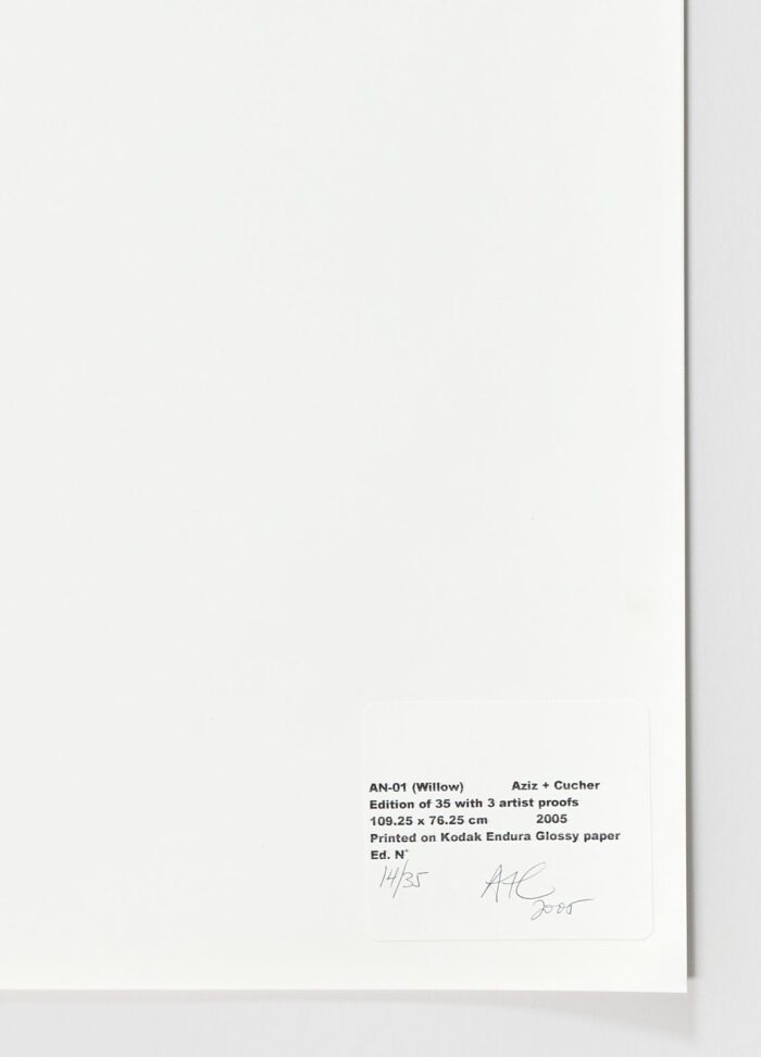 AN-01 (Willow), 2005, Anthony Aziz Sammy Cucher