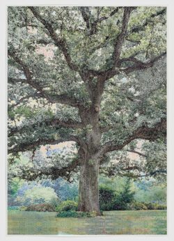 AN-03 (Elm), 2005, Anthony Aziz Sammy Cucher
