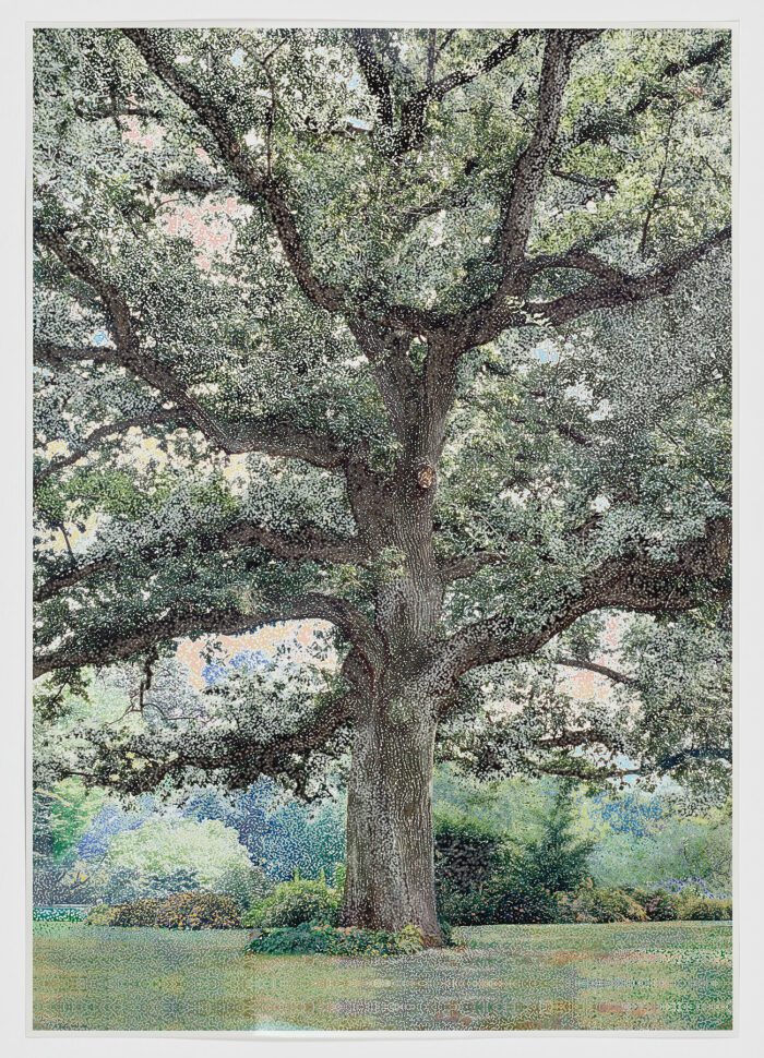 AN-03 (Elm), 2005, Anthony Aziz Sammy Cucher