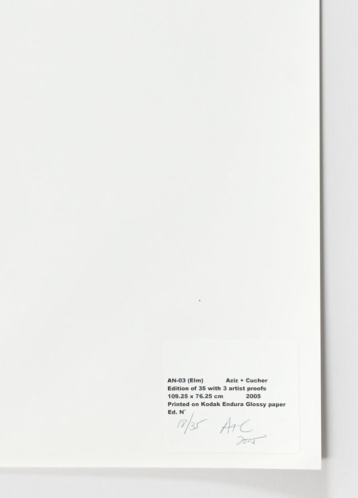 AN-03 (Elm), 2005, Anthony Aziz Sammy Cucher