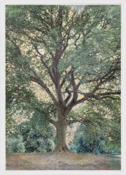 AN-02 (Oak), 2005, Anthony Aziz Sammy Cucher