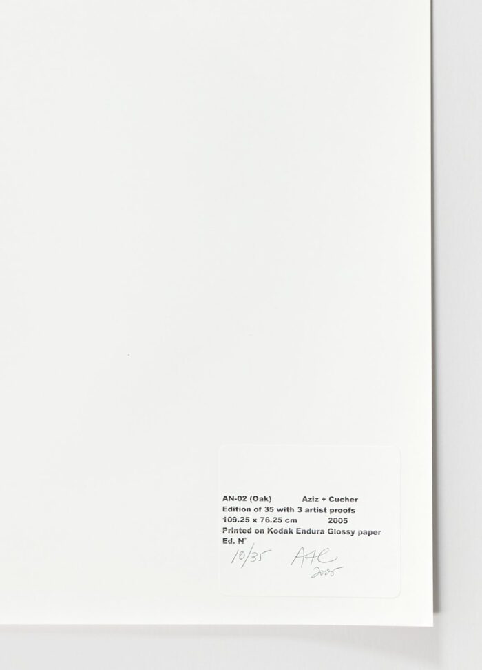 AN-02 (Oak), 2005, Anthony Aziz Sammy Cucher