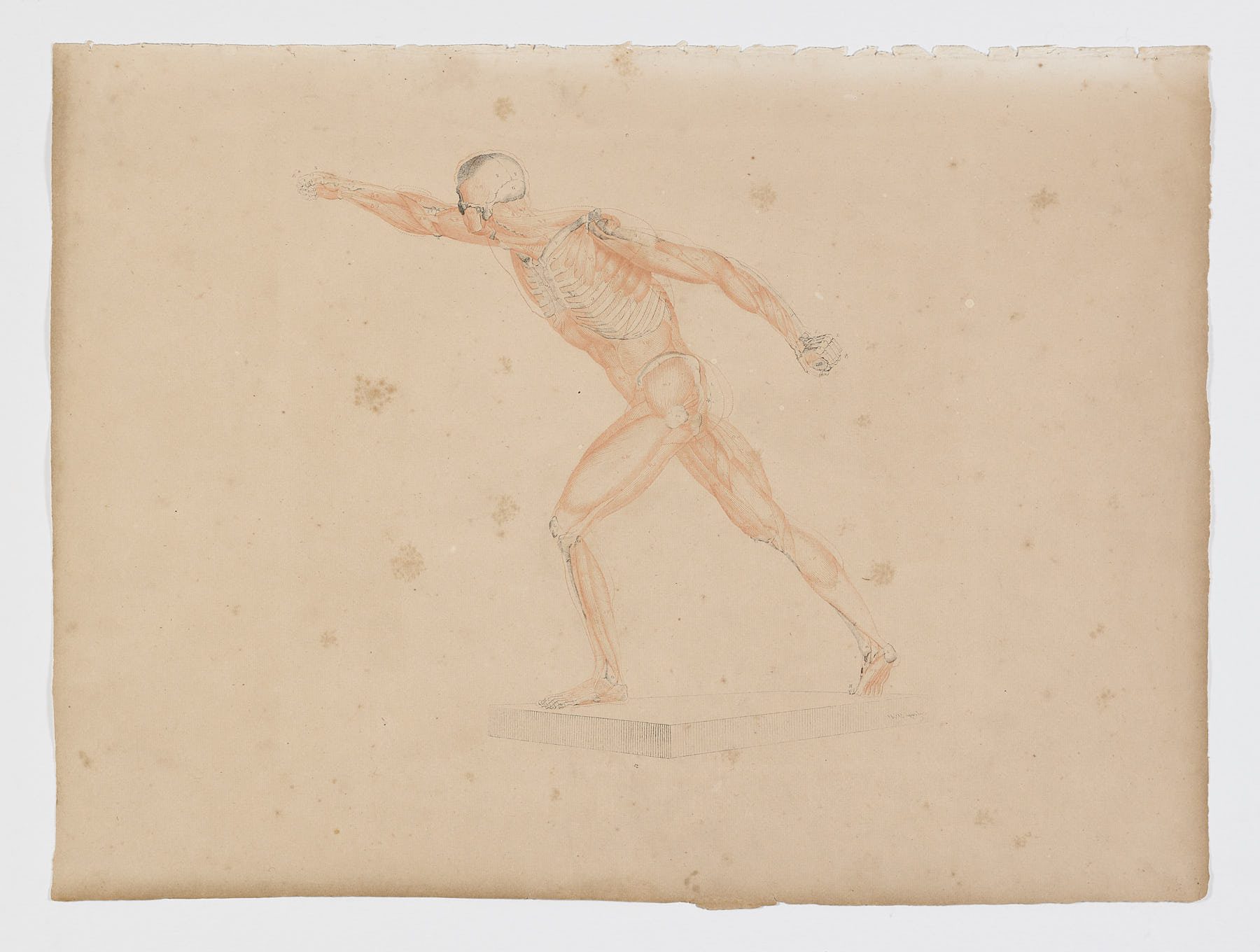 Anatomie du gladiateur combattant applicable aux beaux arts, 1812, Jean-Galbert Salvage