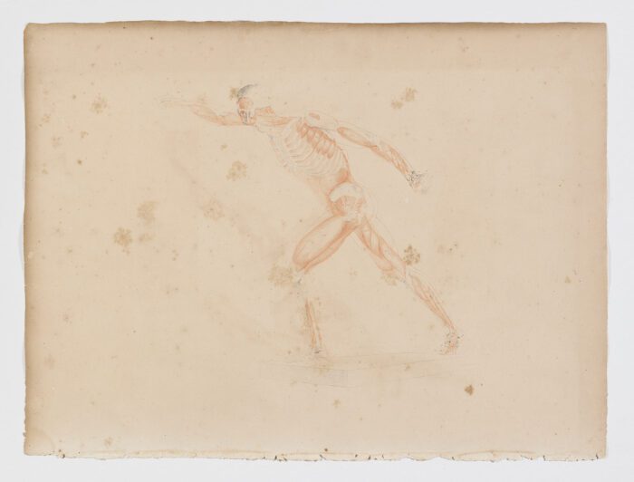 Anatomie du gladiateur combattant applicable aux beaux arts, 1812, Jean-Galbert Salvage
