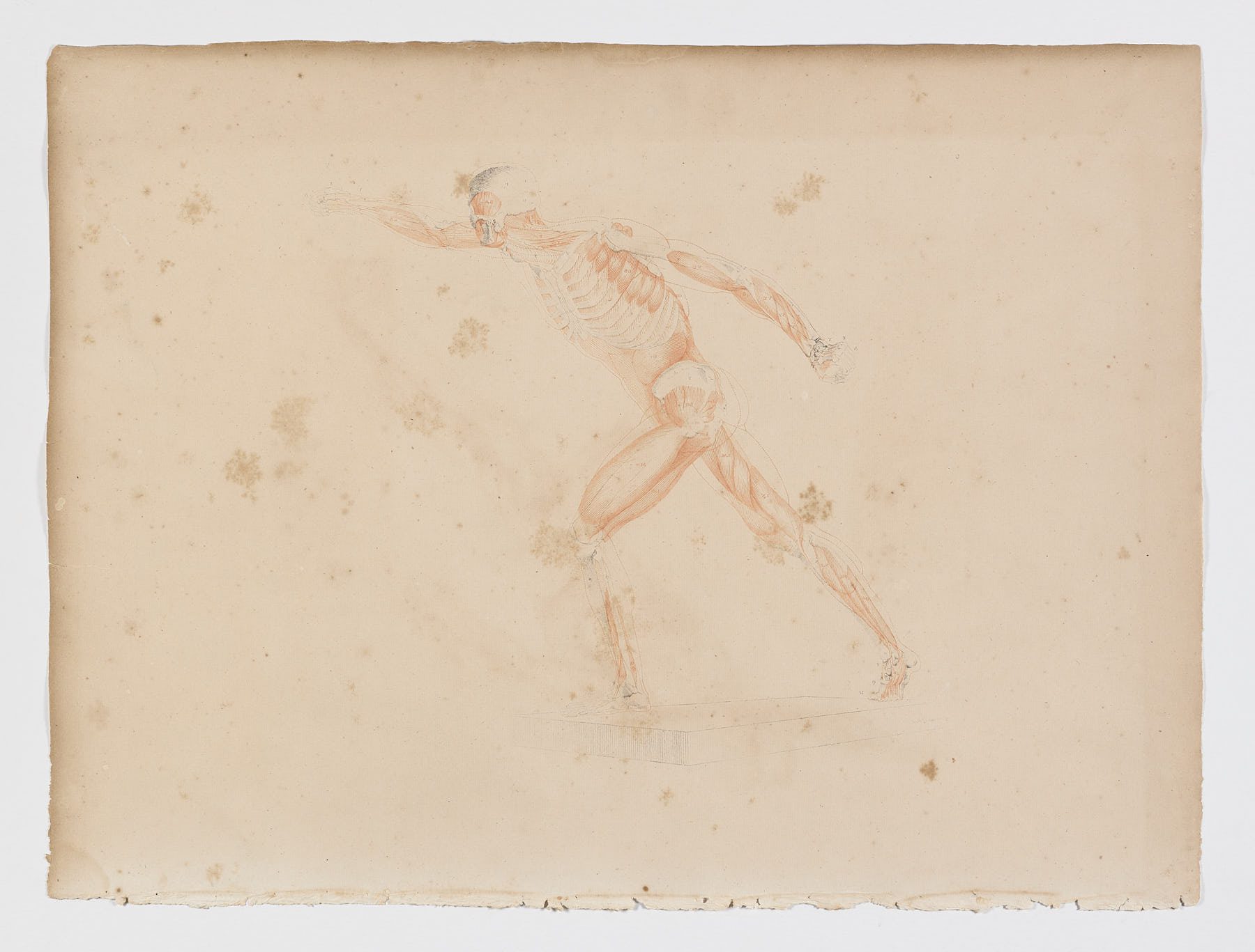 Anatomie du gladiateur combattant applicable aux beaux arts, 1812, Jean-Galbert Salvage