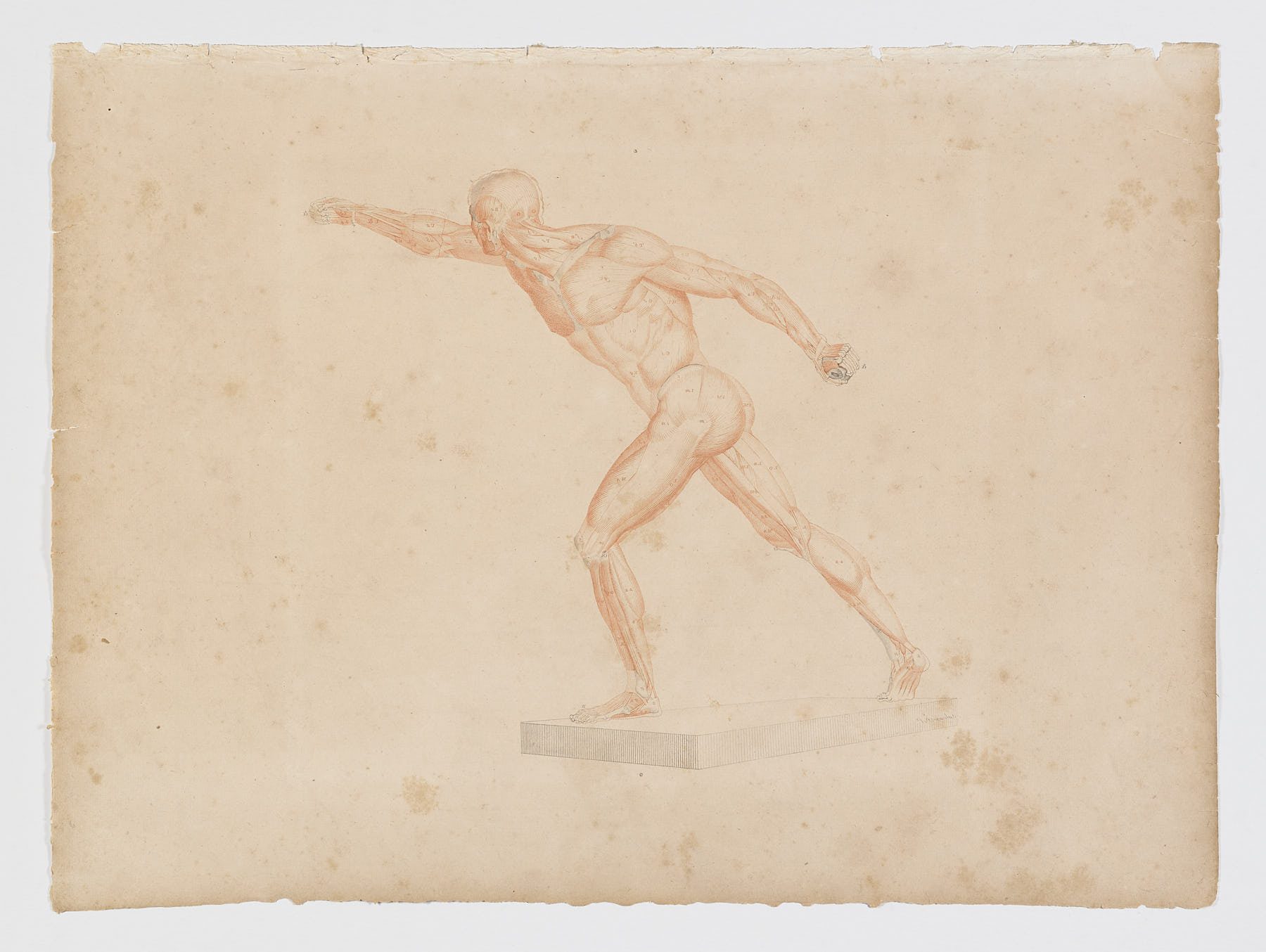 Anatomie du gladiateur combattant applicable aux beaux arts, 1812, Jean-Galbert Salvage