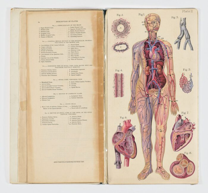 Baillière’s Popular Atlas of the Anatomy and Physiology of the Female Human Body - Imagen 3