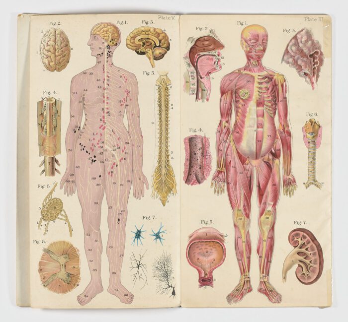 Baillière’s Popular Atlas of the Anatomy and Physiology of the Female Human Body - Imagen 4