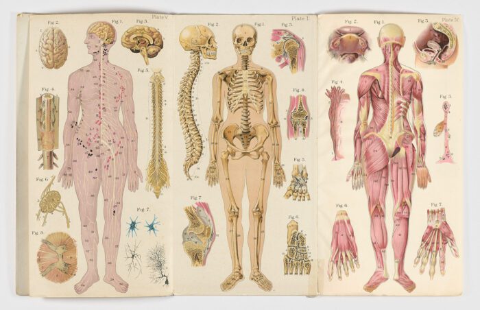 Baillière’s Popular Atlas of the Anatomy and Physiology of the Female Human Body - Imagen 6