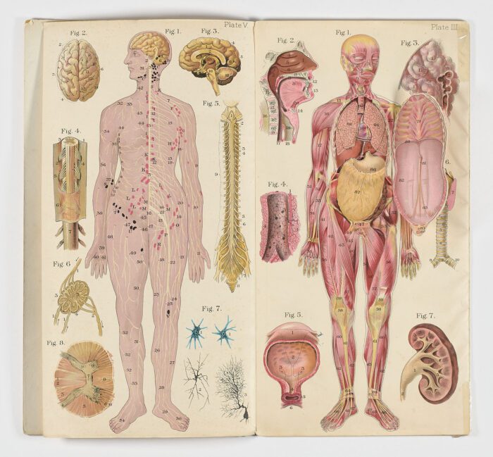 Baillière’s Popular Atlas of the Anatomy and Physiology of the Female Human Body - Imagen 5