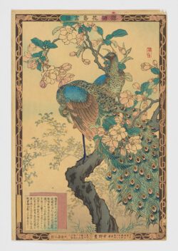 Pavos reales (kujaku) con cerezo en flor (sakura)