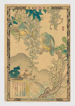 Dos palomas verdes japonesas (ao-bato, 青鳩) sobre glicinia en flor (fuji, 藤)