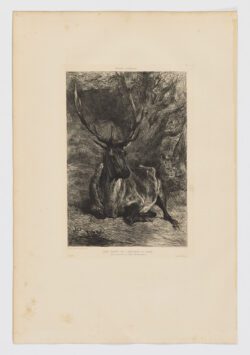 Cerf Wapeti de l'Amérique du Nord