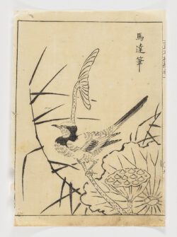 Pájaro con mariposa, loto y juncos, Tachibana Morikuni