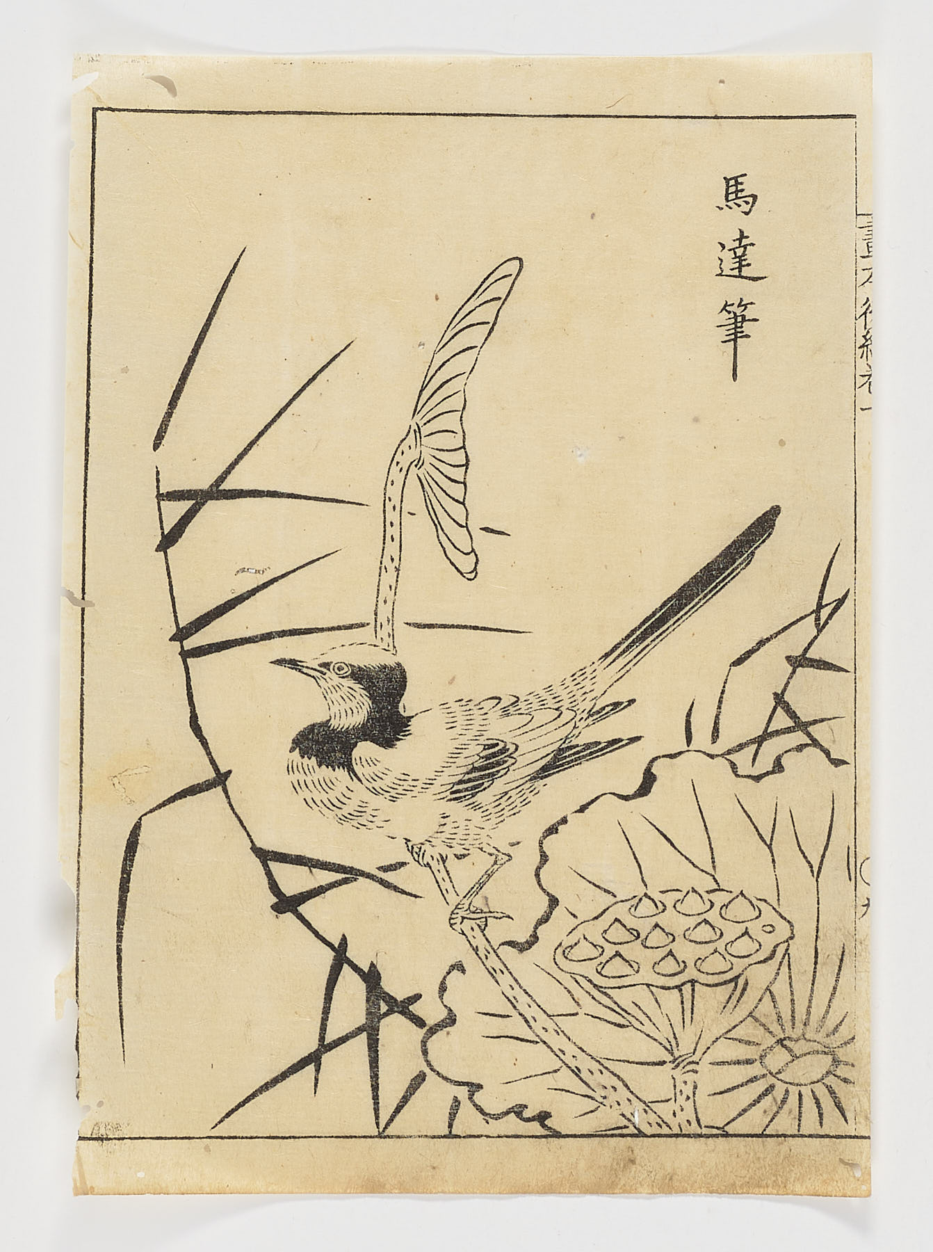 Pájaro con mariposa, loto y juncos, Tachibana Morikuni