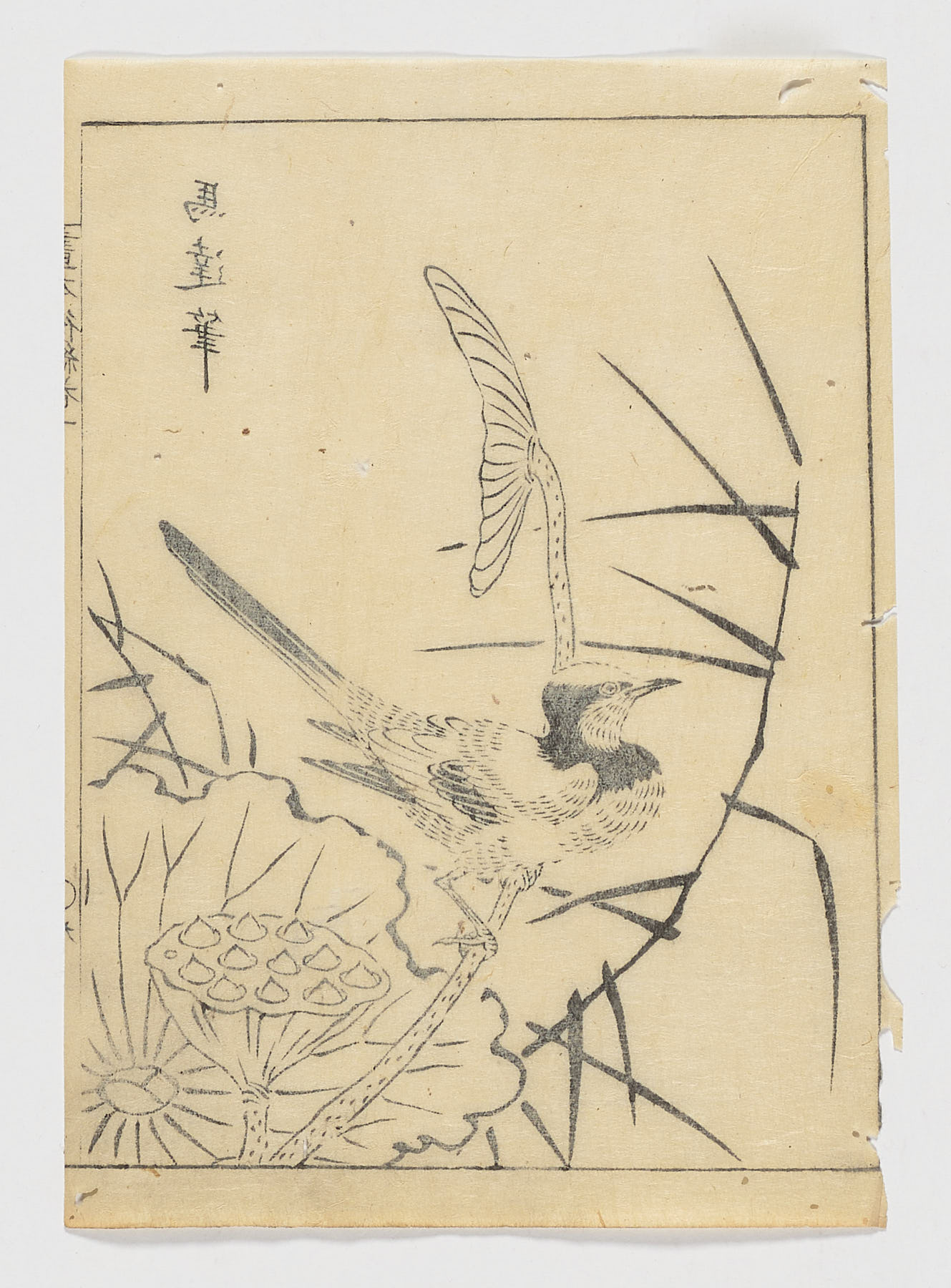 Pájaro con mariposa, loto y juncos, Tachibana Morikuni
