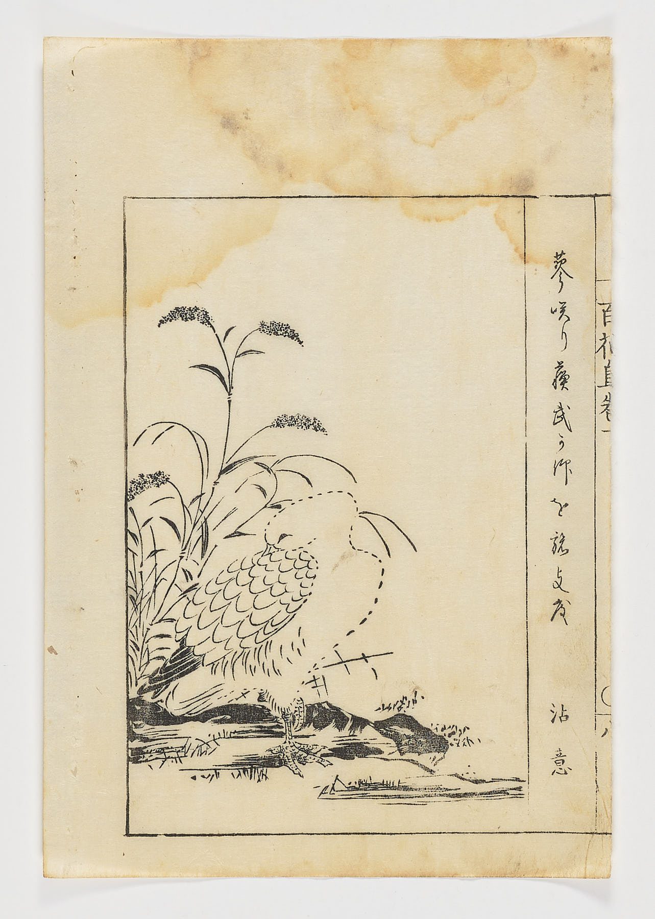 Halcón blanco en reposo con gramíneas, Tachibana Morikuni