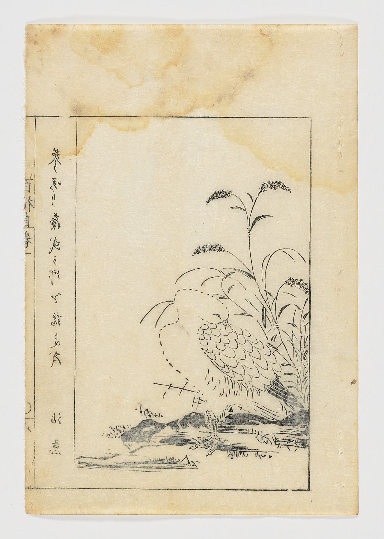Halcón blanco en reposo con gramíneas, Tachibana Morikuni