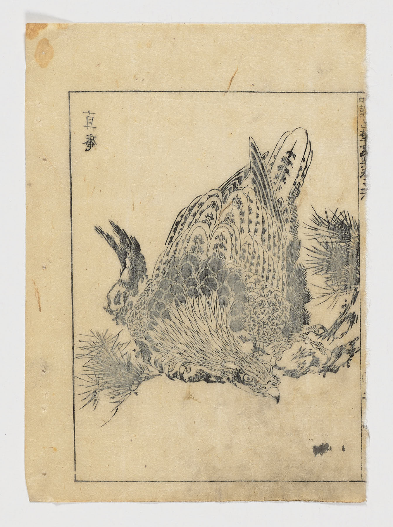 Águila sobre un pino, Tachibana Morikuni
