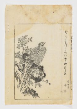 Faisán sobre roca con rama, Tachibana Morikuni