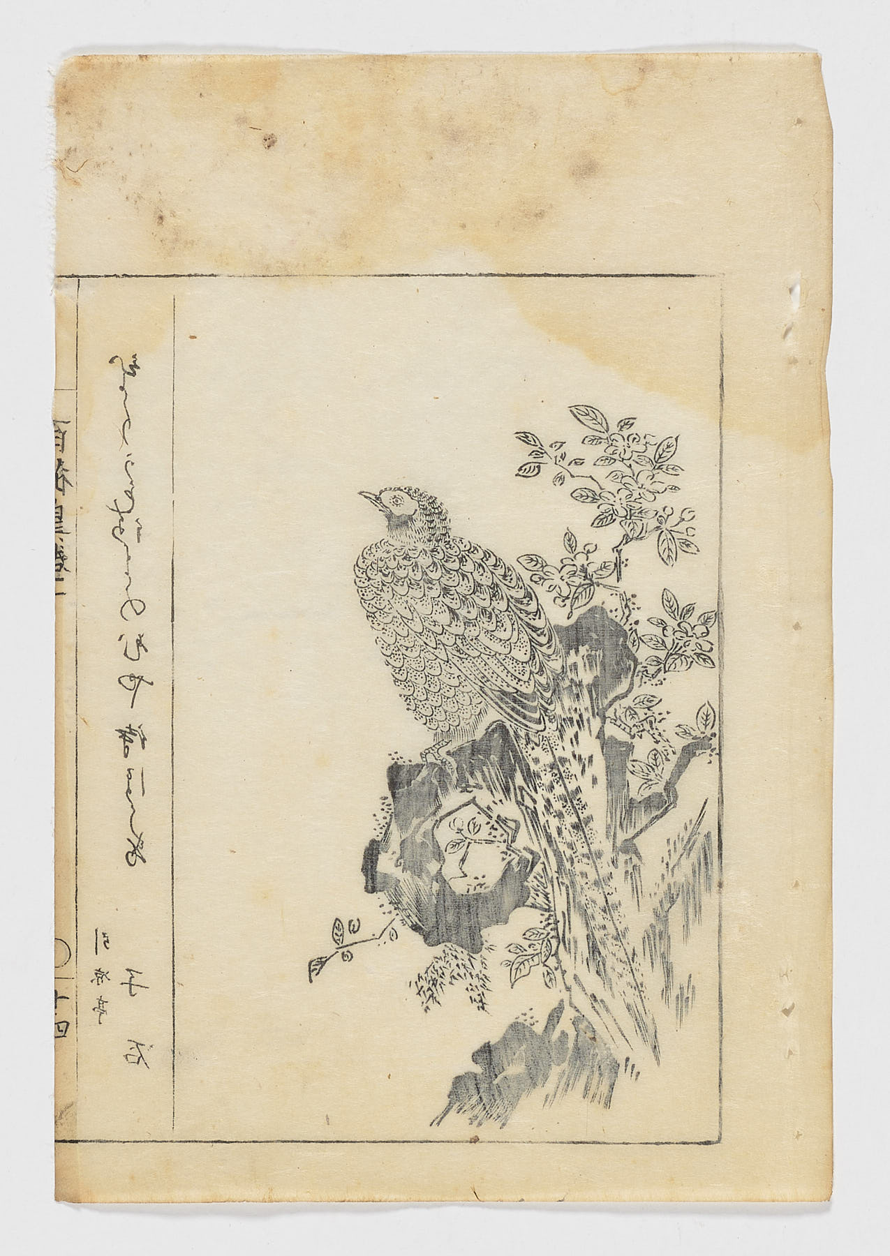 Faisán sobre roca con rama, Tachibana Morikuni