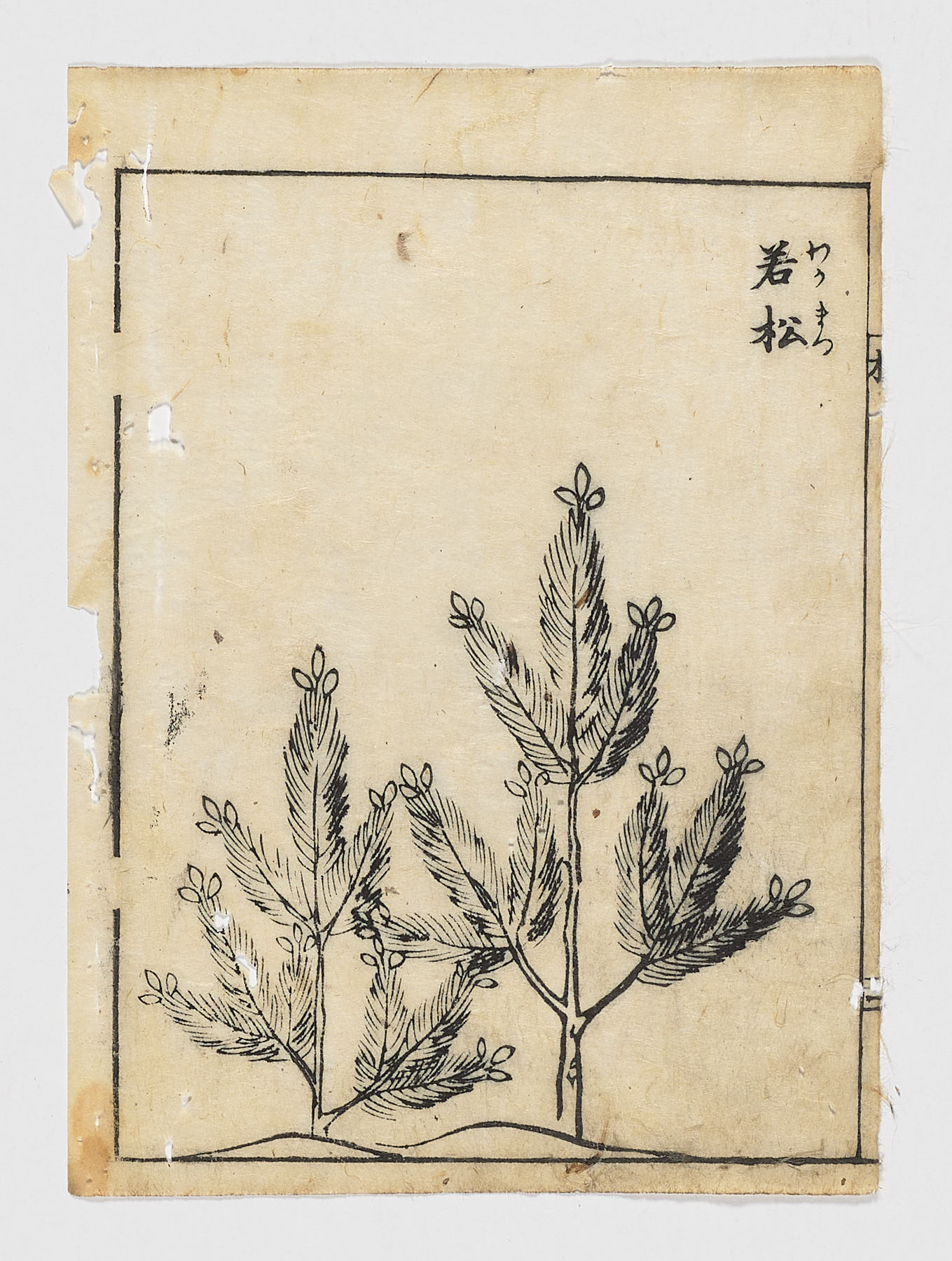 Hierbas silvestres, [Autor Desconocido]