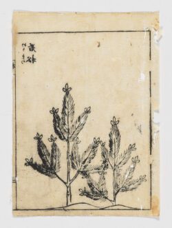 Hierbas silvestres, [Autor Desconocido]