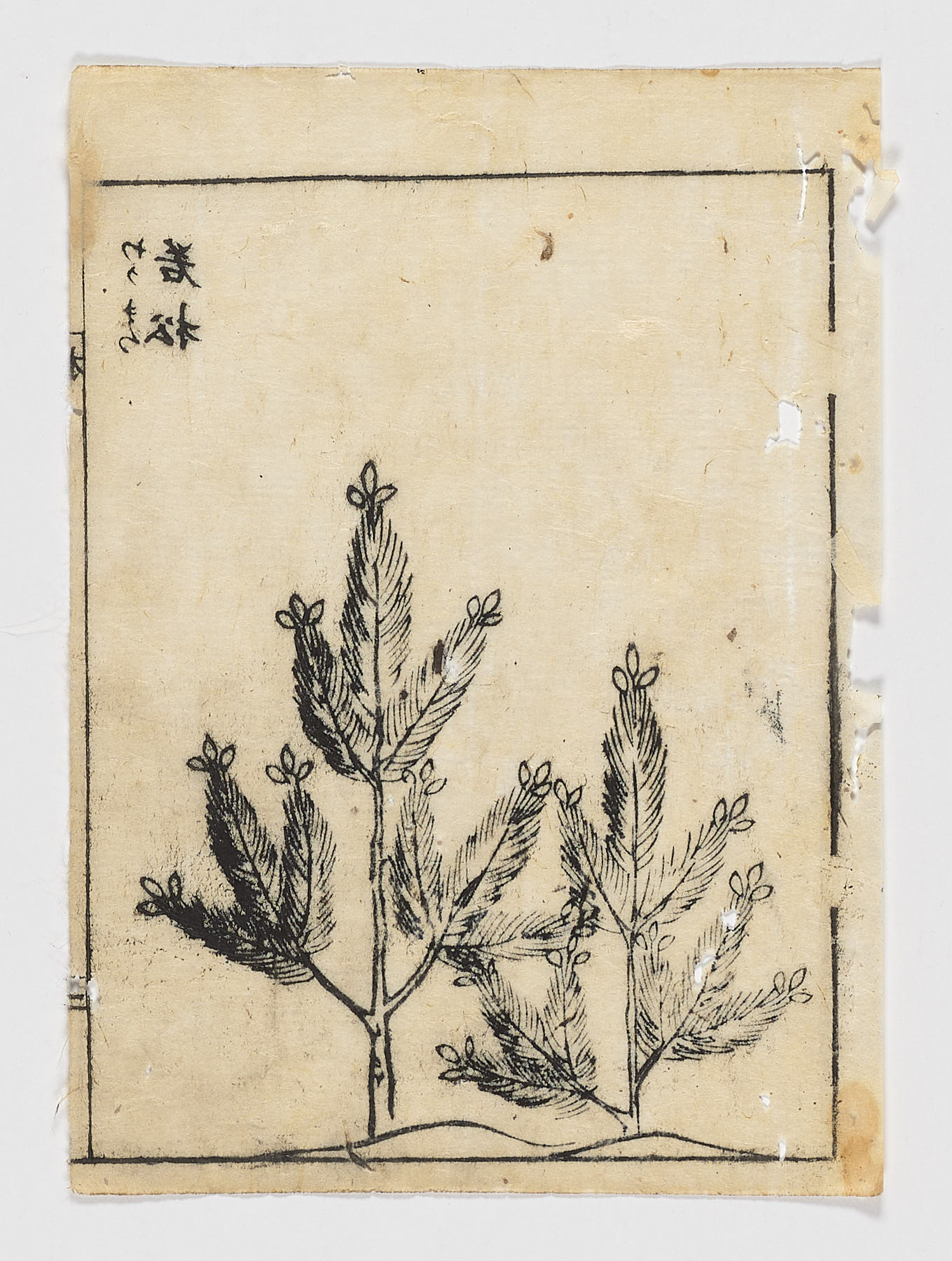 Hierbas silvestres, [Autor Desconocido]