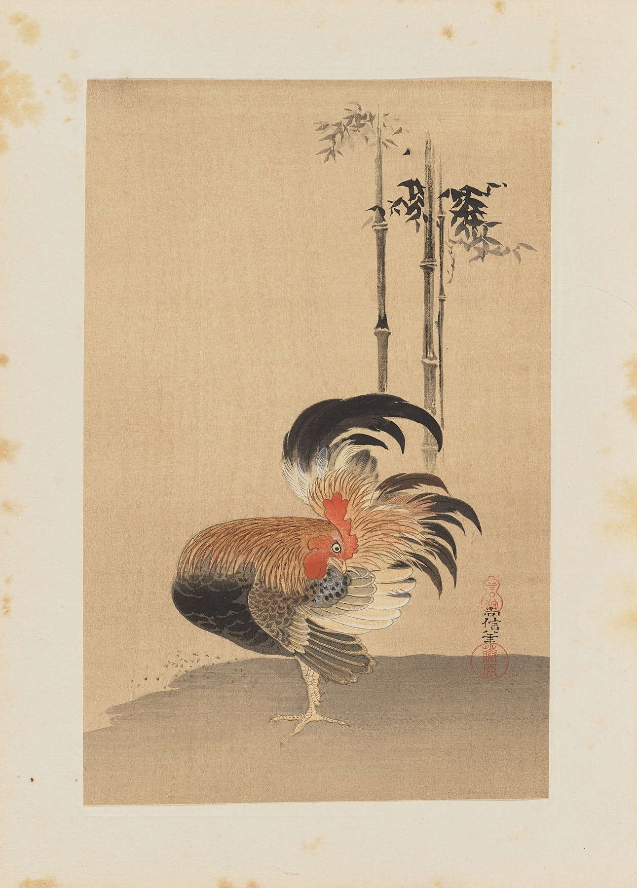 Un gallo