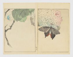Hortensia y mariposa negra
