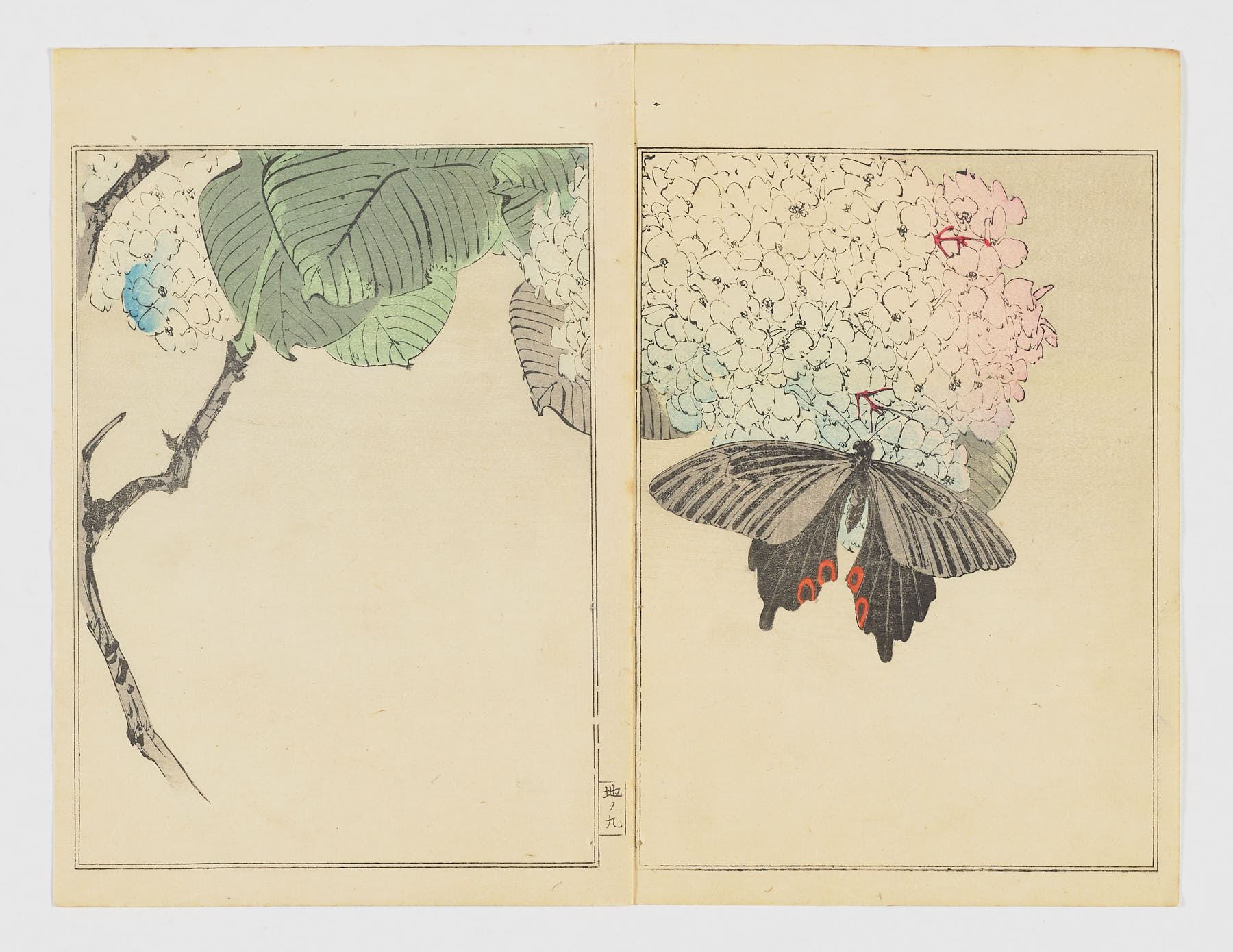 Hortensia y mariposa negra