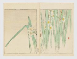 Narcisos