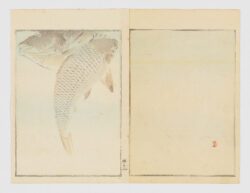 Carpas, koi