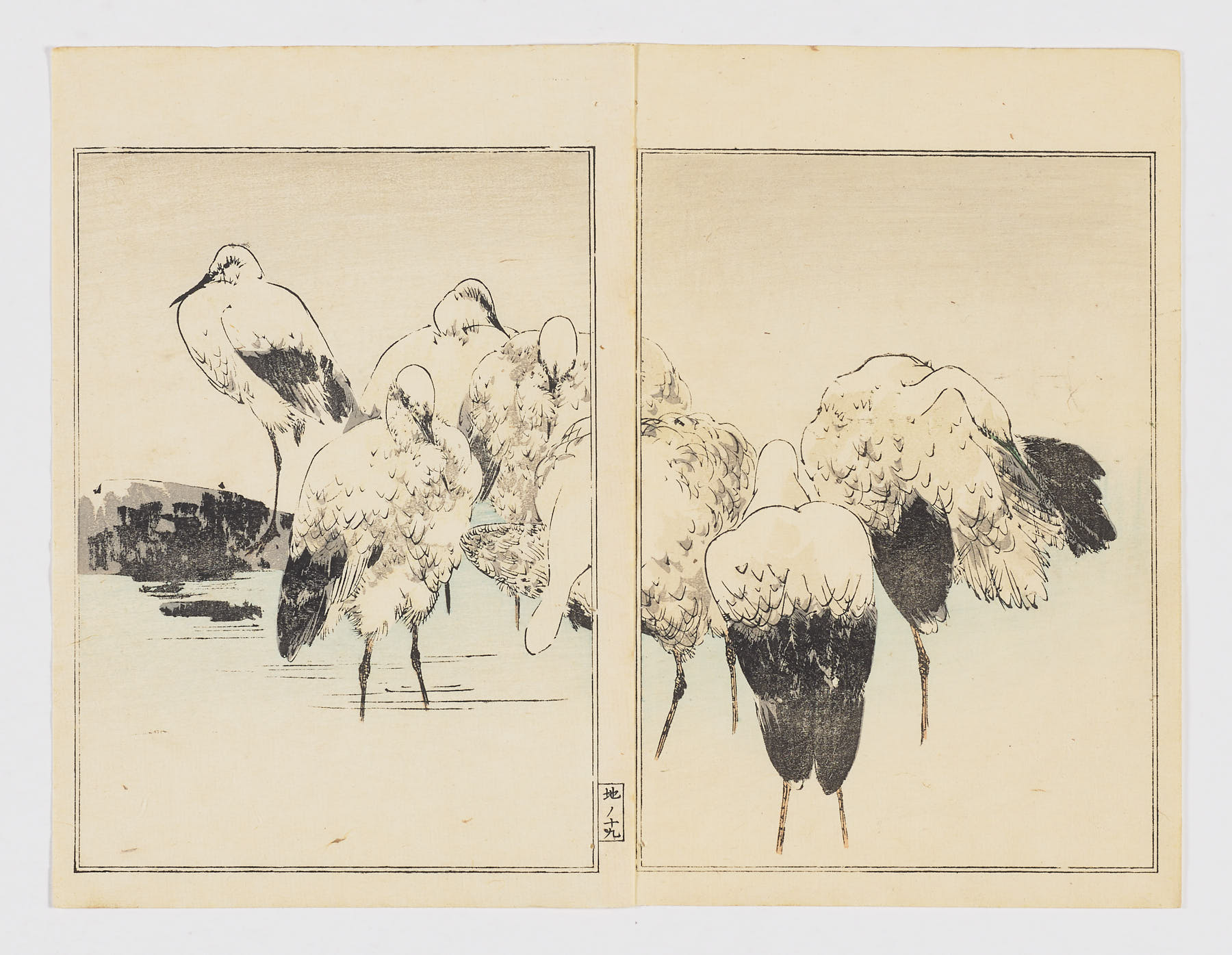 Garzas en la orilla